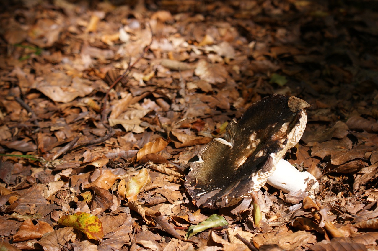 mushroom september forest free photo