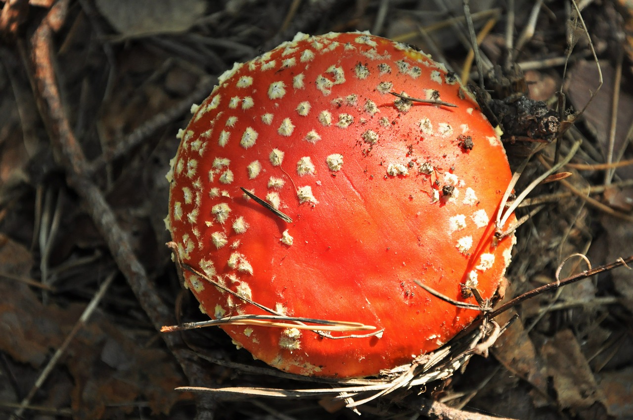 mushroom amanita red free photo