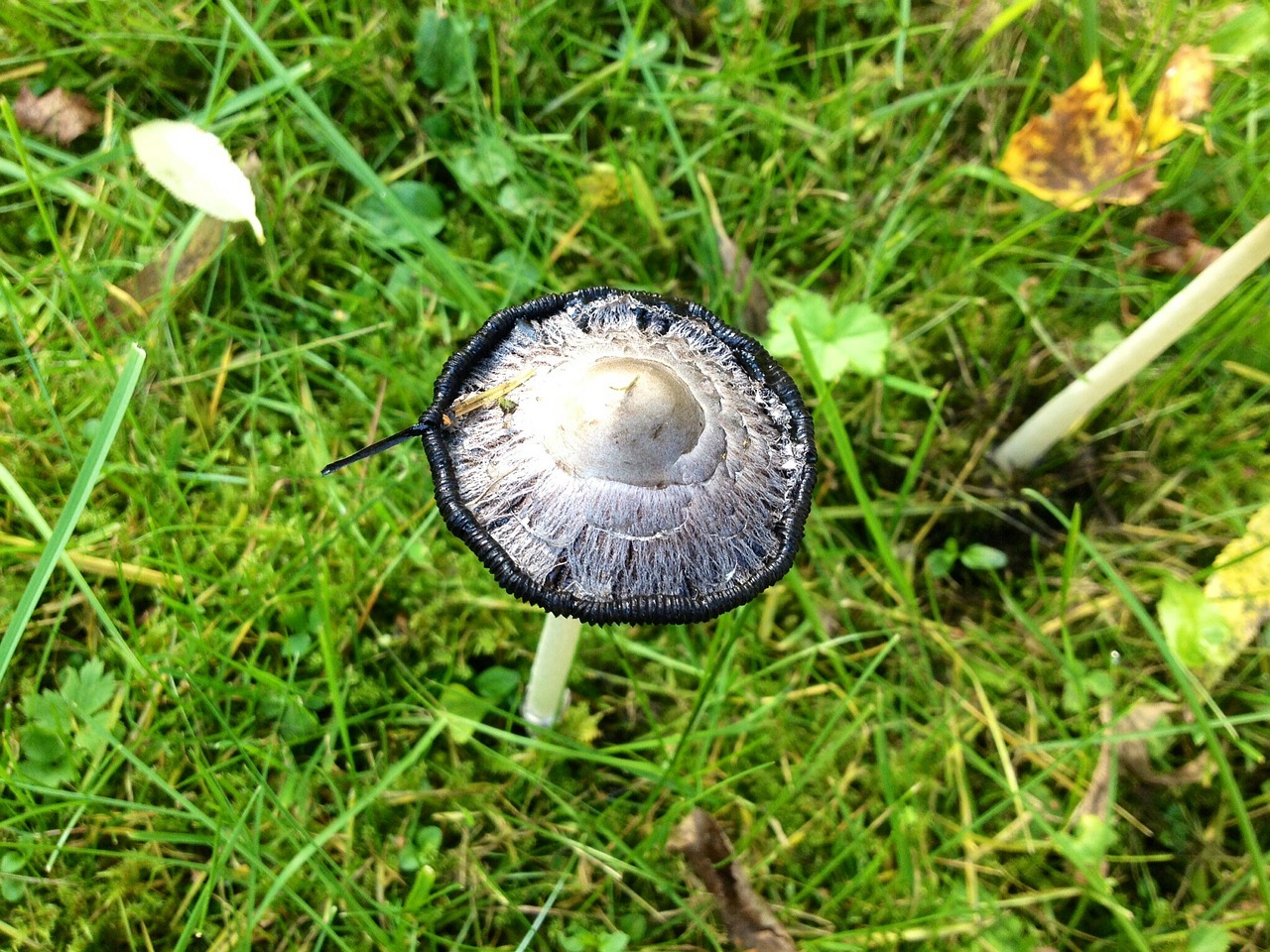 mushroom black white free photo