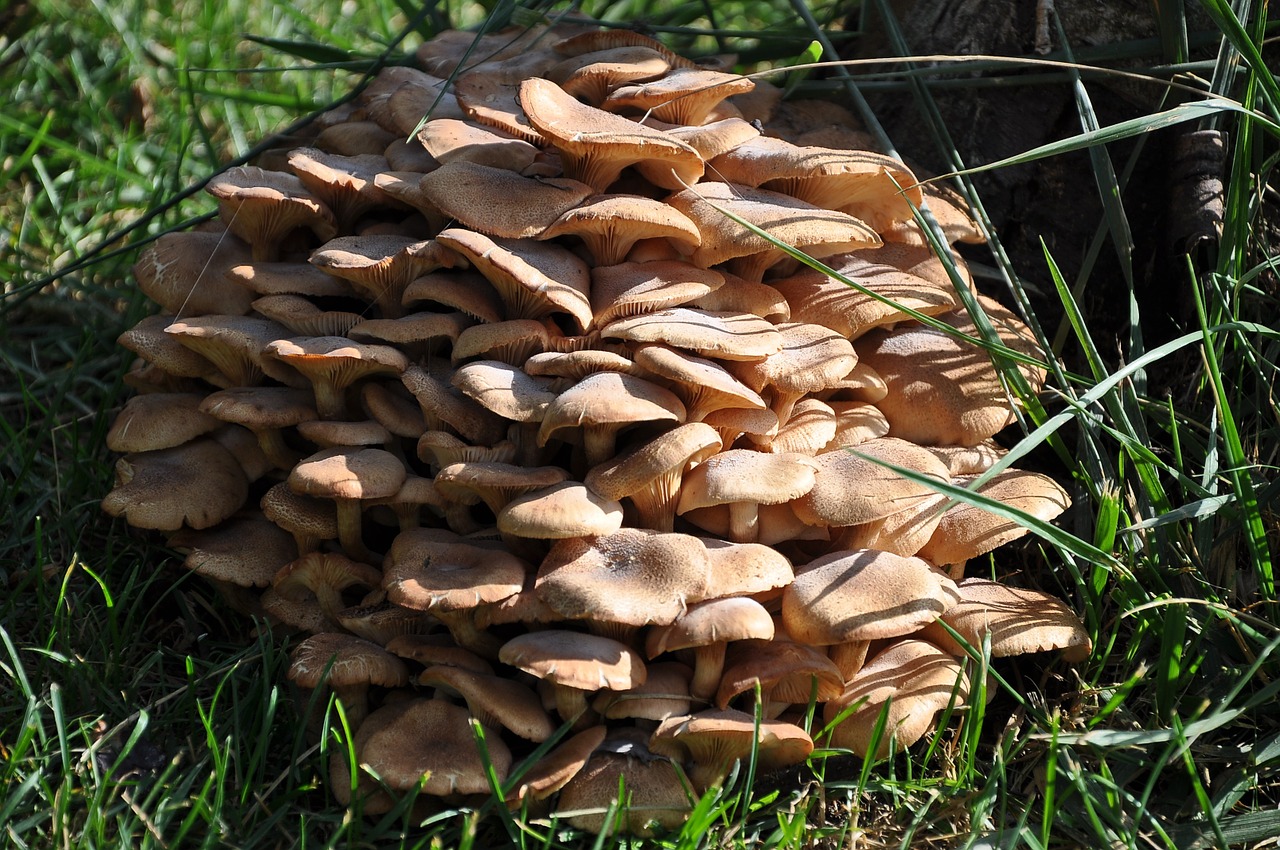 mushroom green fungi free photo