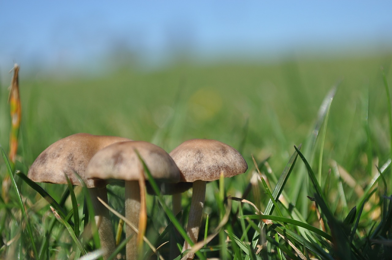 mushroom nature natural free photo