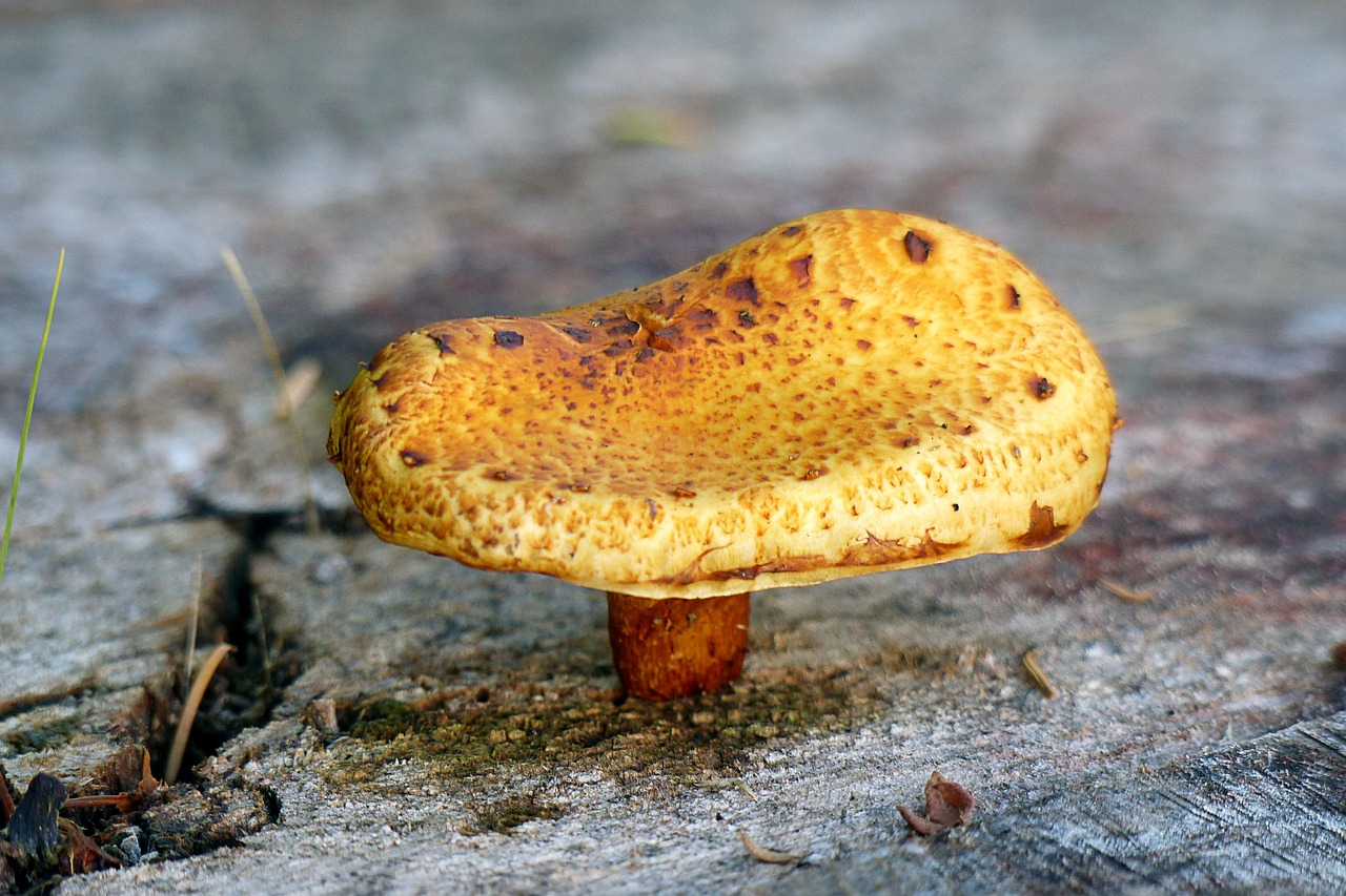 mushroom fungus nature free photo