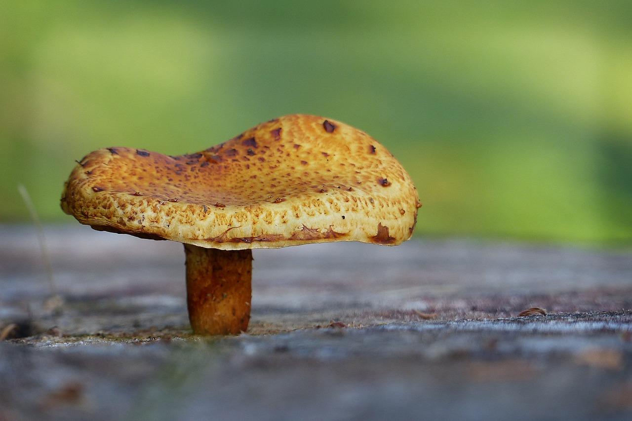 mushroom fungus nature free photo