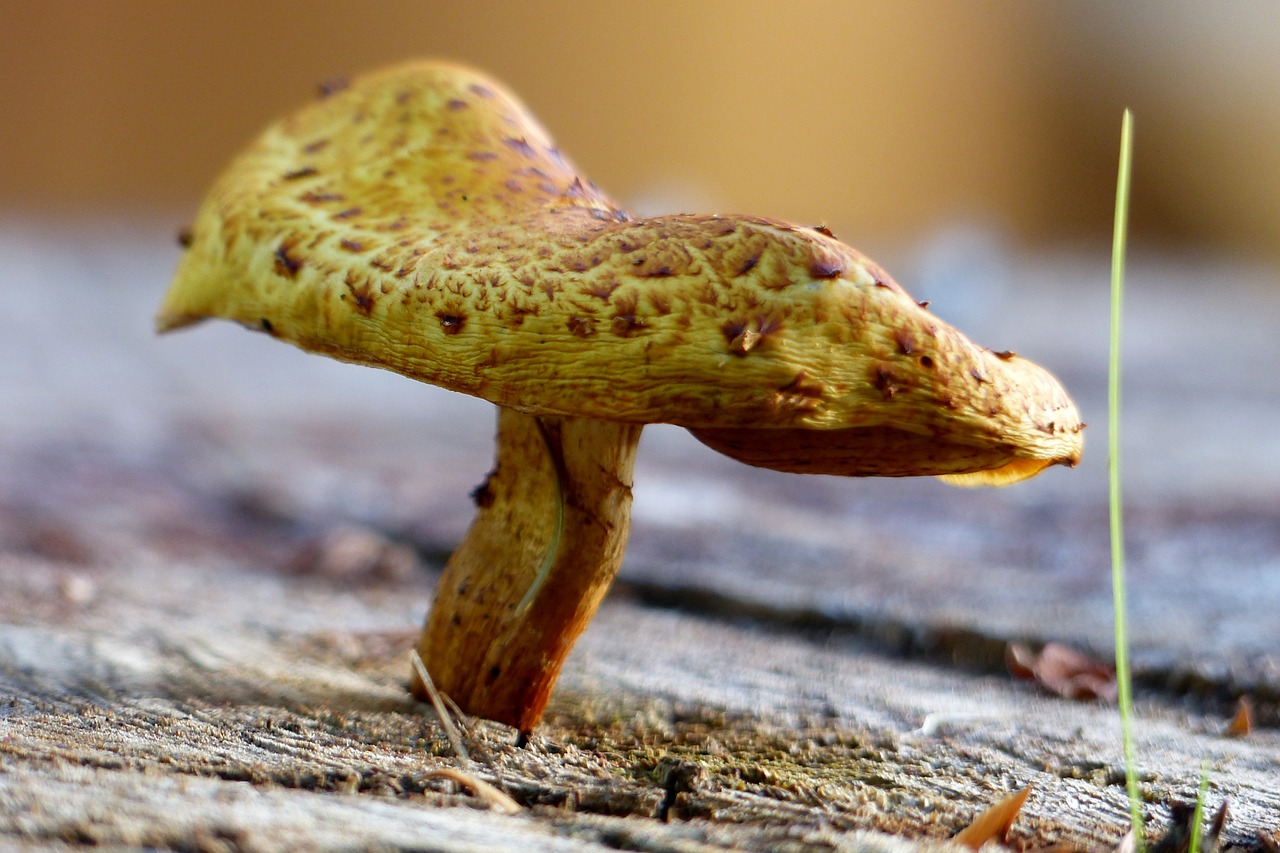 mushroom fungus nature free photo