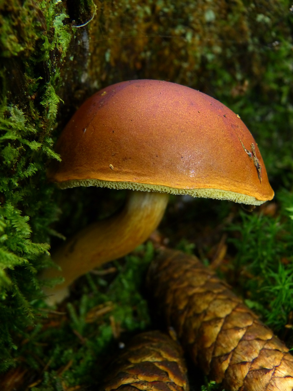 mushroom brown mushroom tube forest free photo