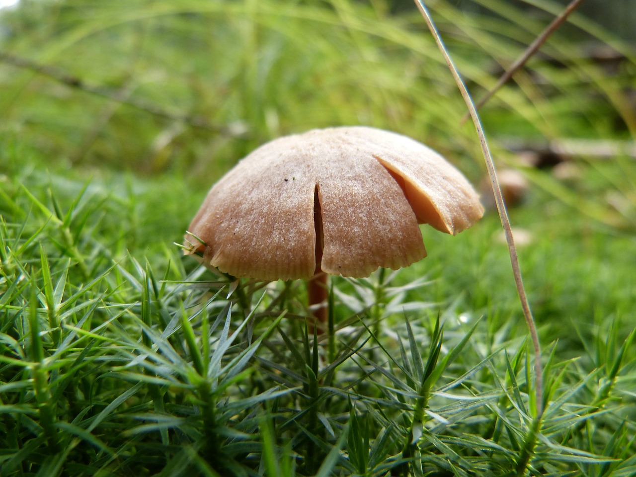 mushroom forest autumn free photo