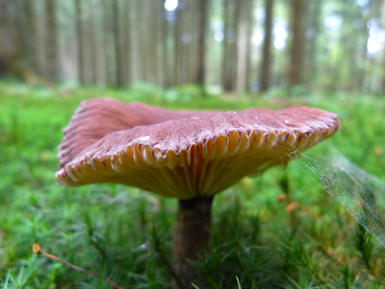 mushroom lamellar brown free photo