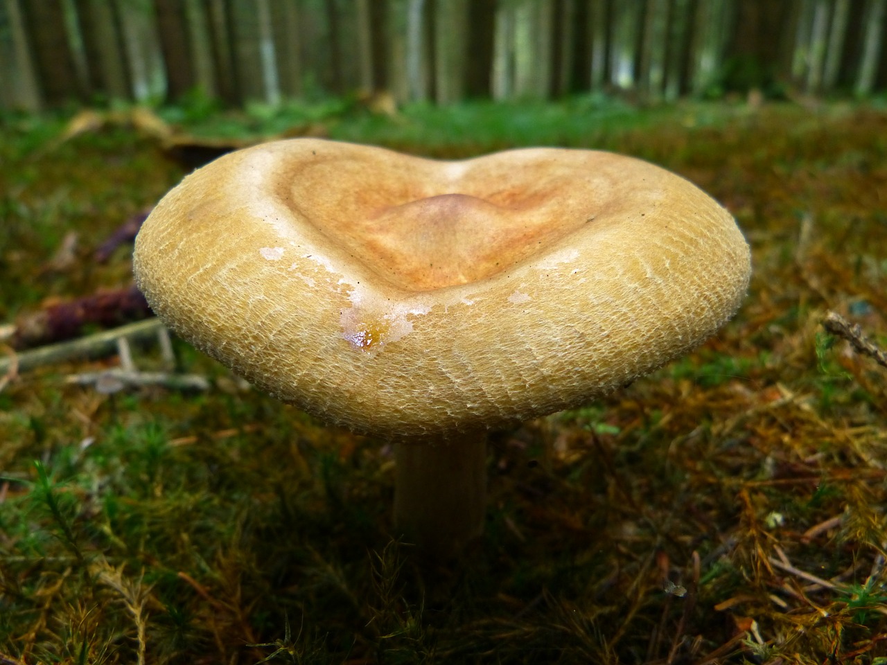 mushroom autumn nature free photo