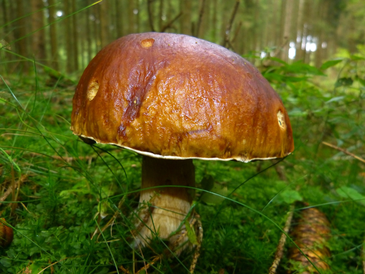 mushroom autumn nature free photo