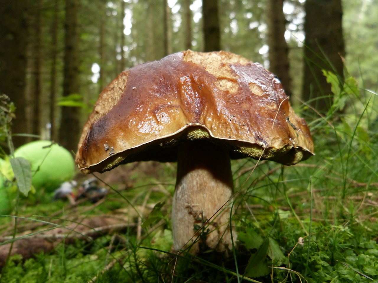 mushroom autumn nature free photo