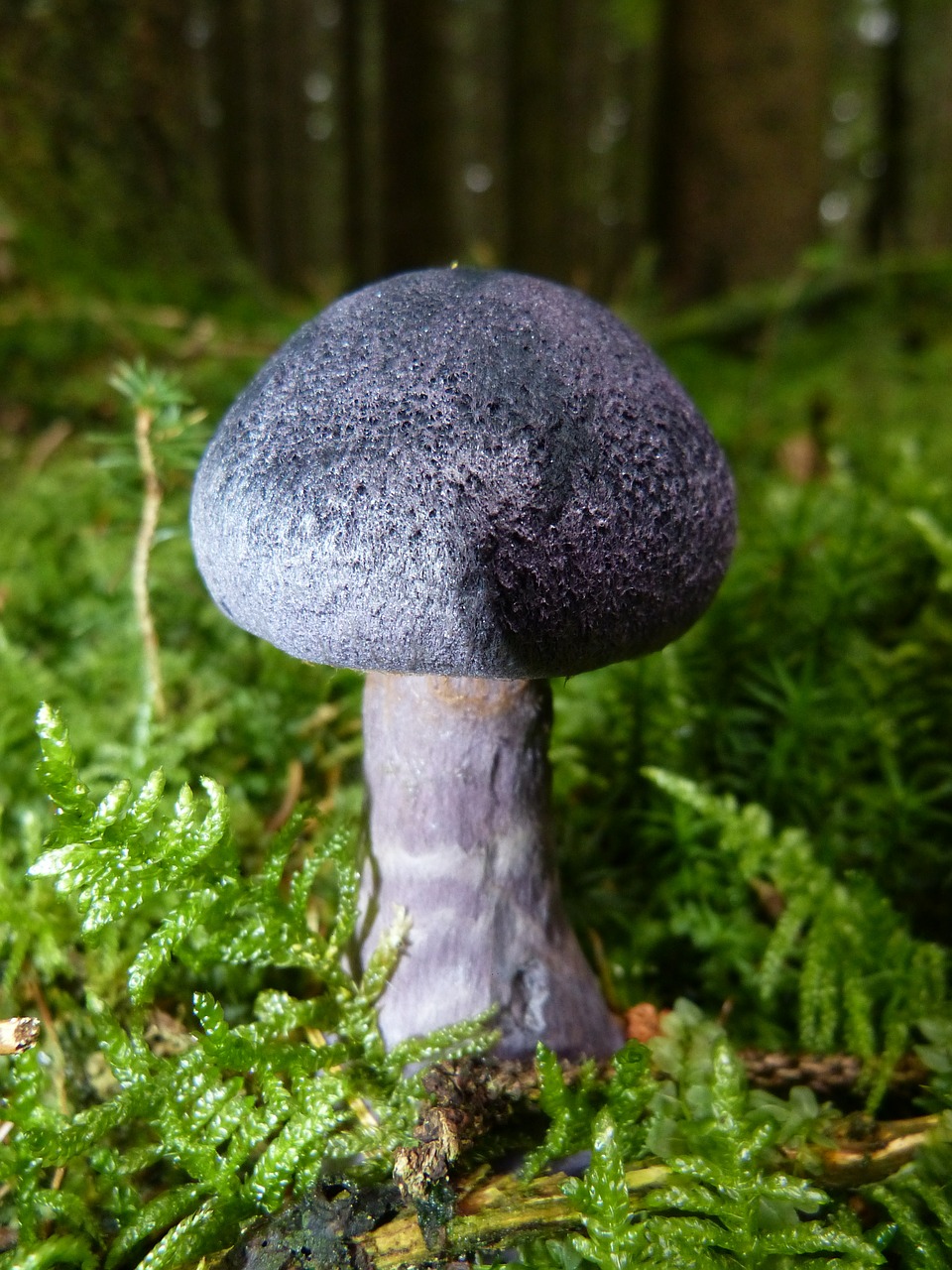 mushroom autumn violet free photo