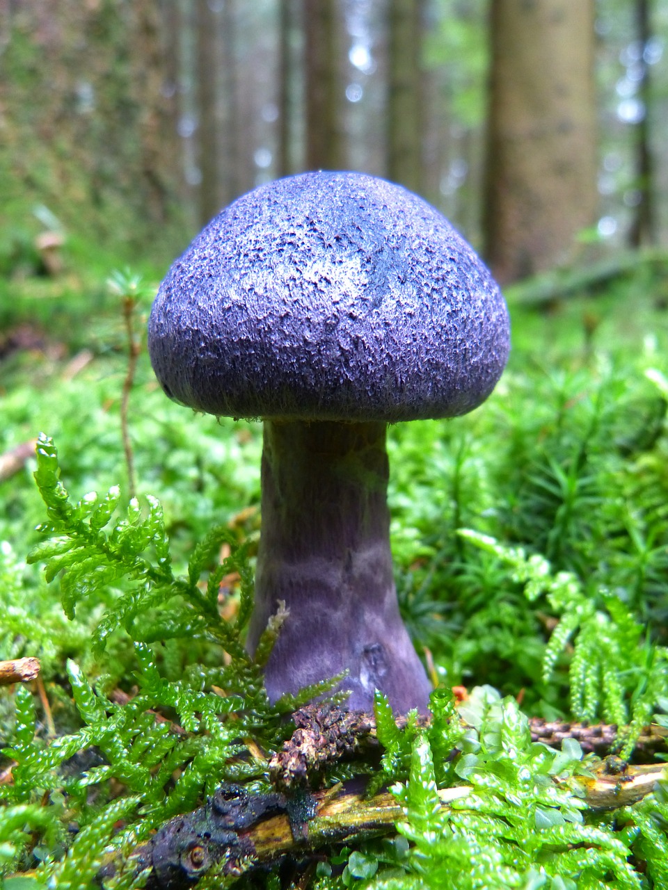mushroom autumn violet free photo