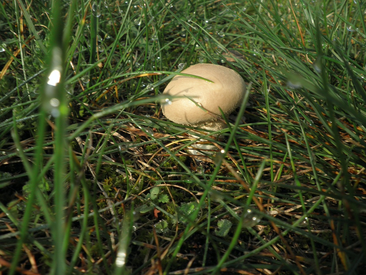 mushroom meadow autumn free photo