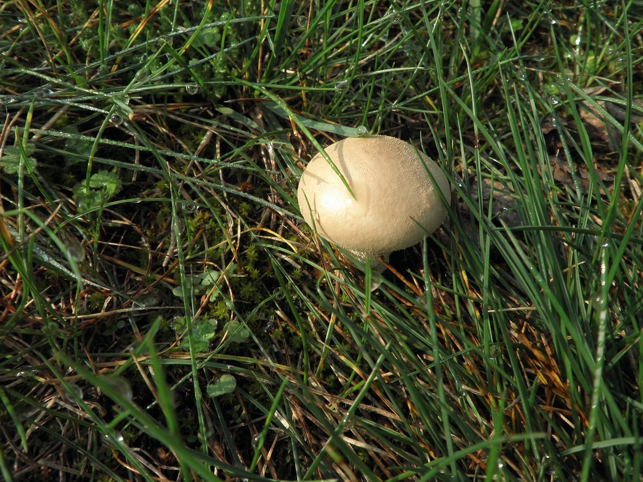 mushroom meadow autumn free photo