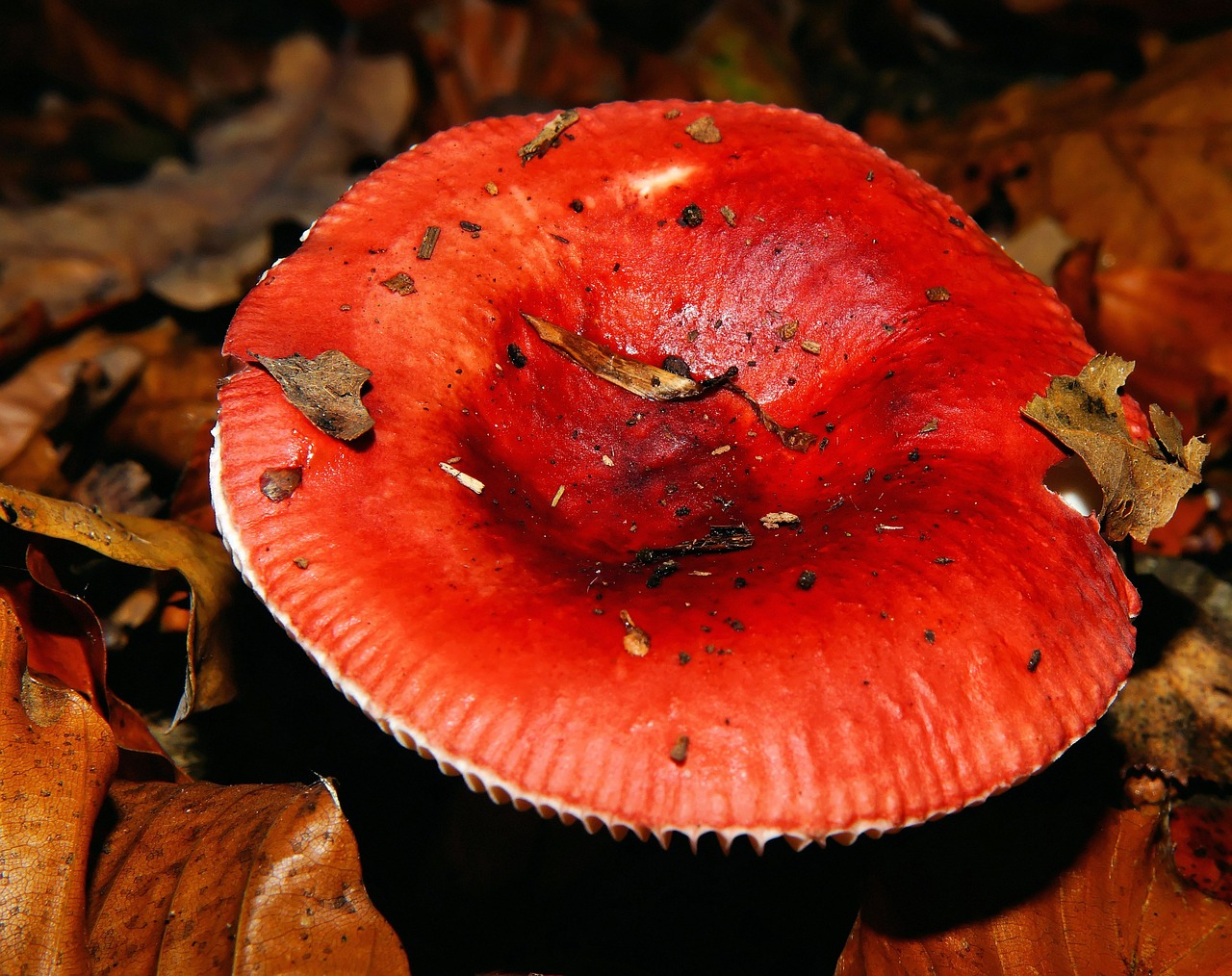 mushroom fly agaric forest free photo