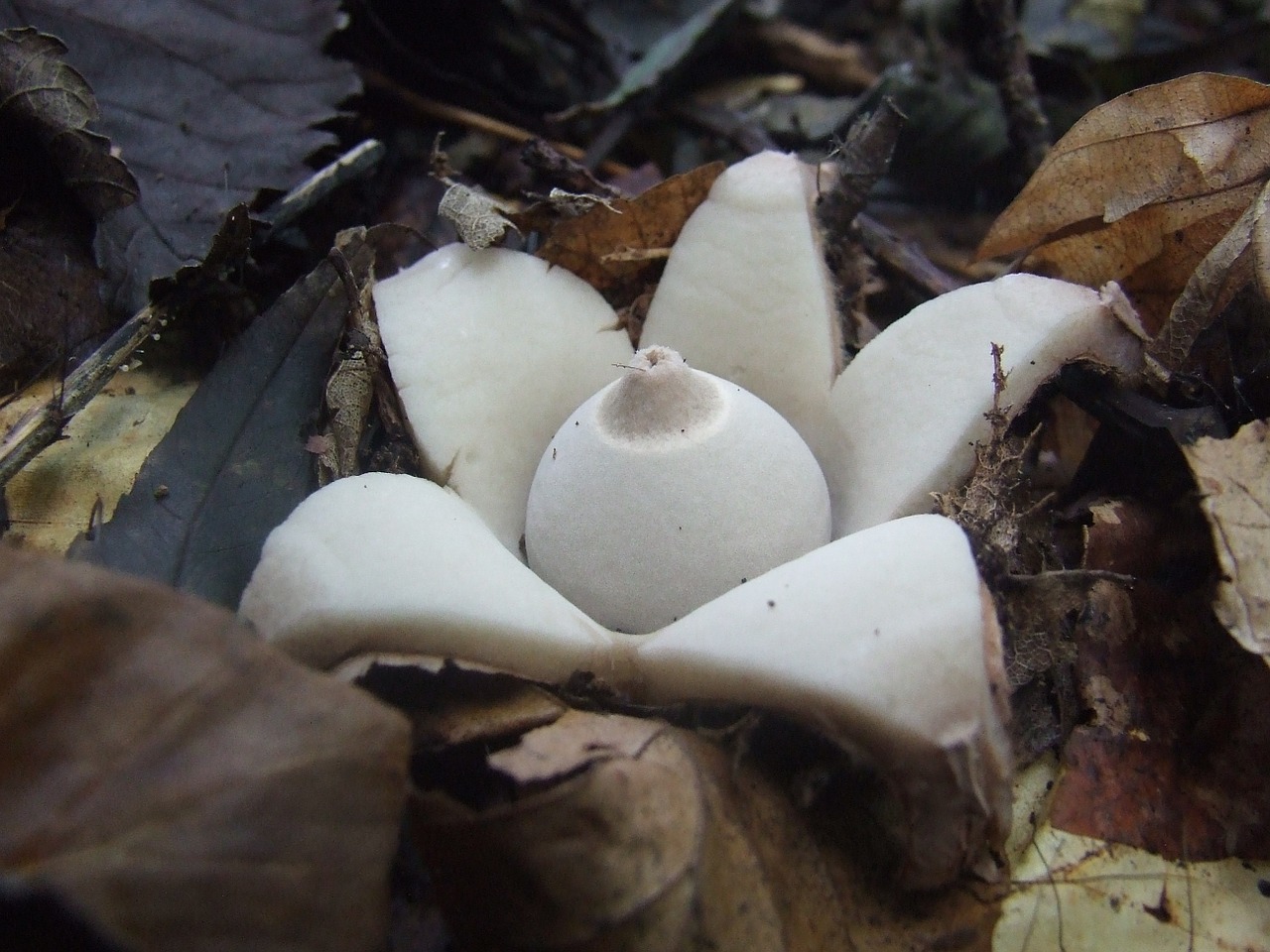 mushroom csillaggomba mystic free photo