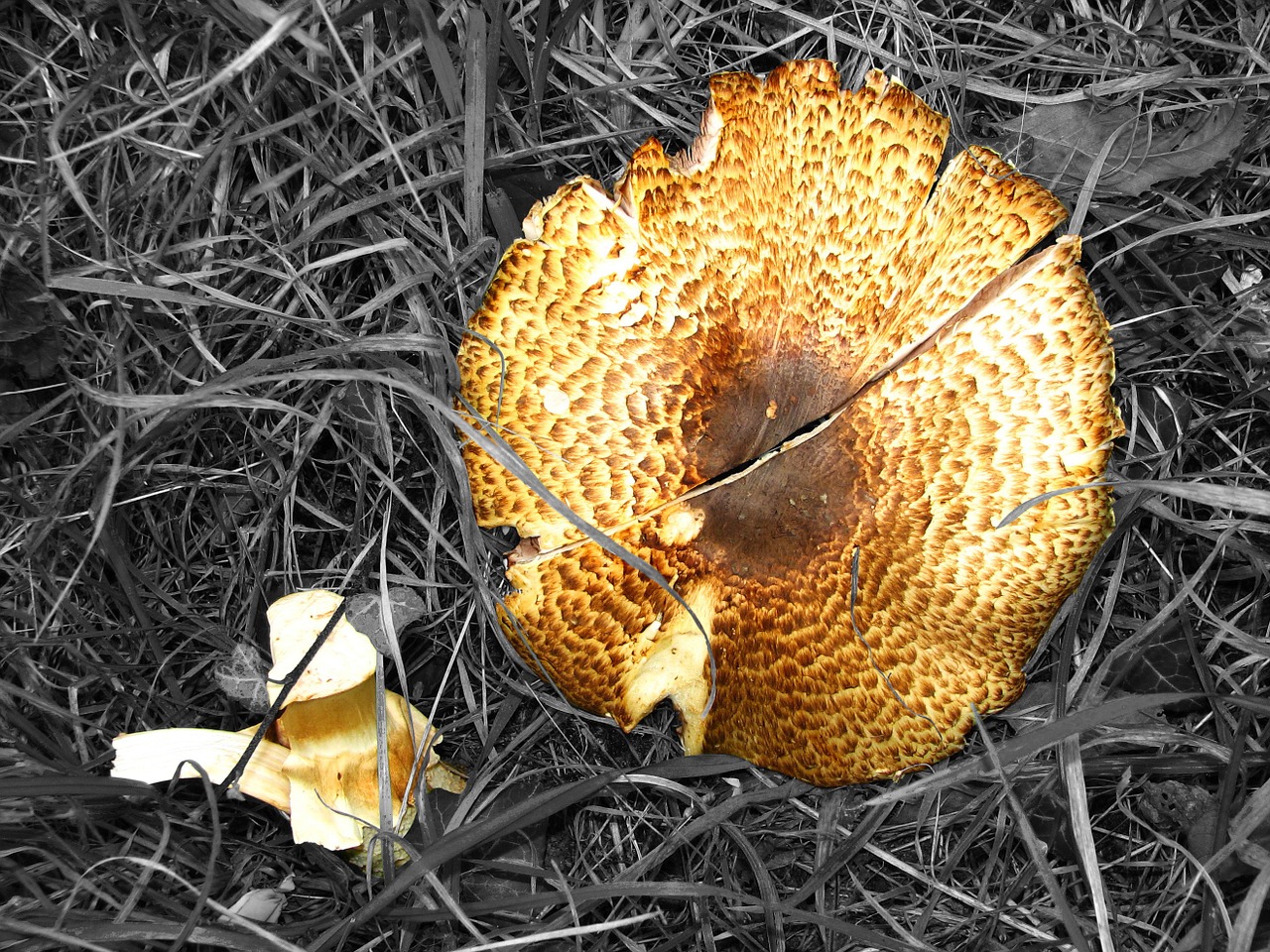 mushroom destroyed schirmling free photo