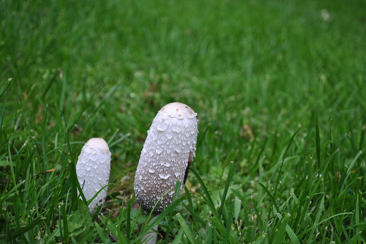 mushroom garden nature free photo