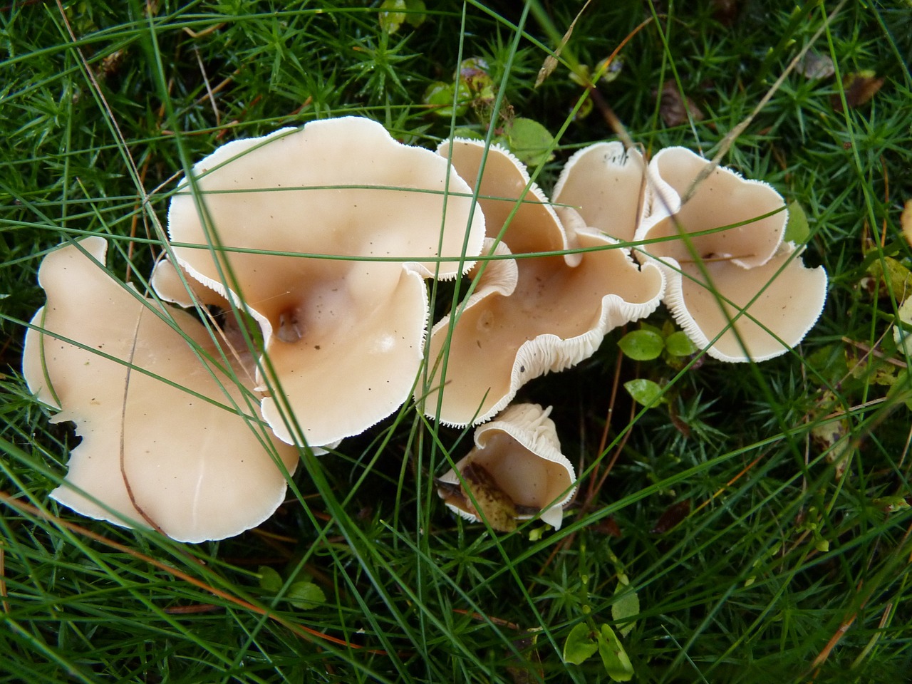 mushroom mushrooms gift free photo