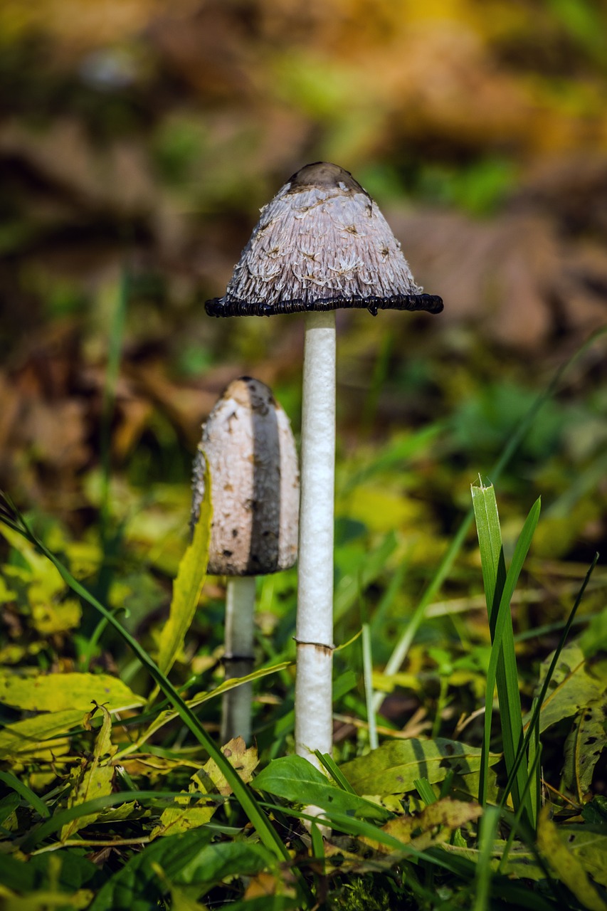 mushroom coprinus coprinus comatus free photo