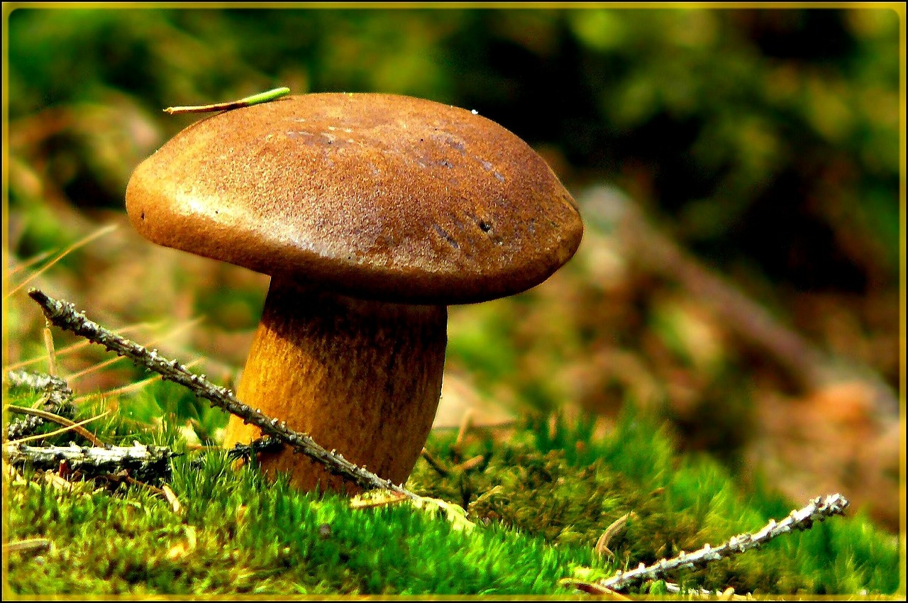 mushroom autumn forest free photo