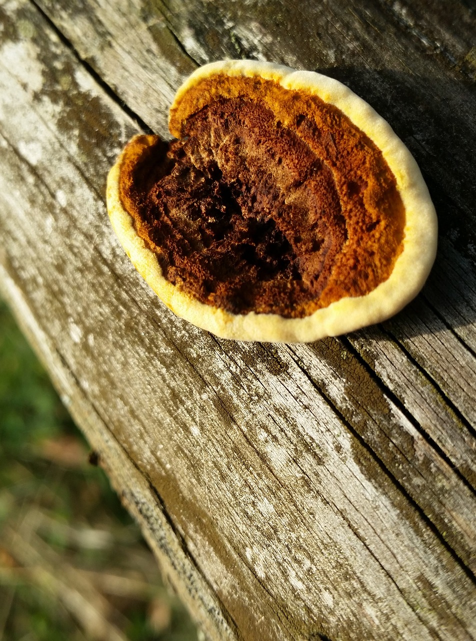 mushroom autumn nature free photo