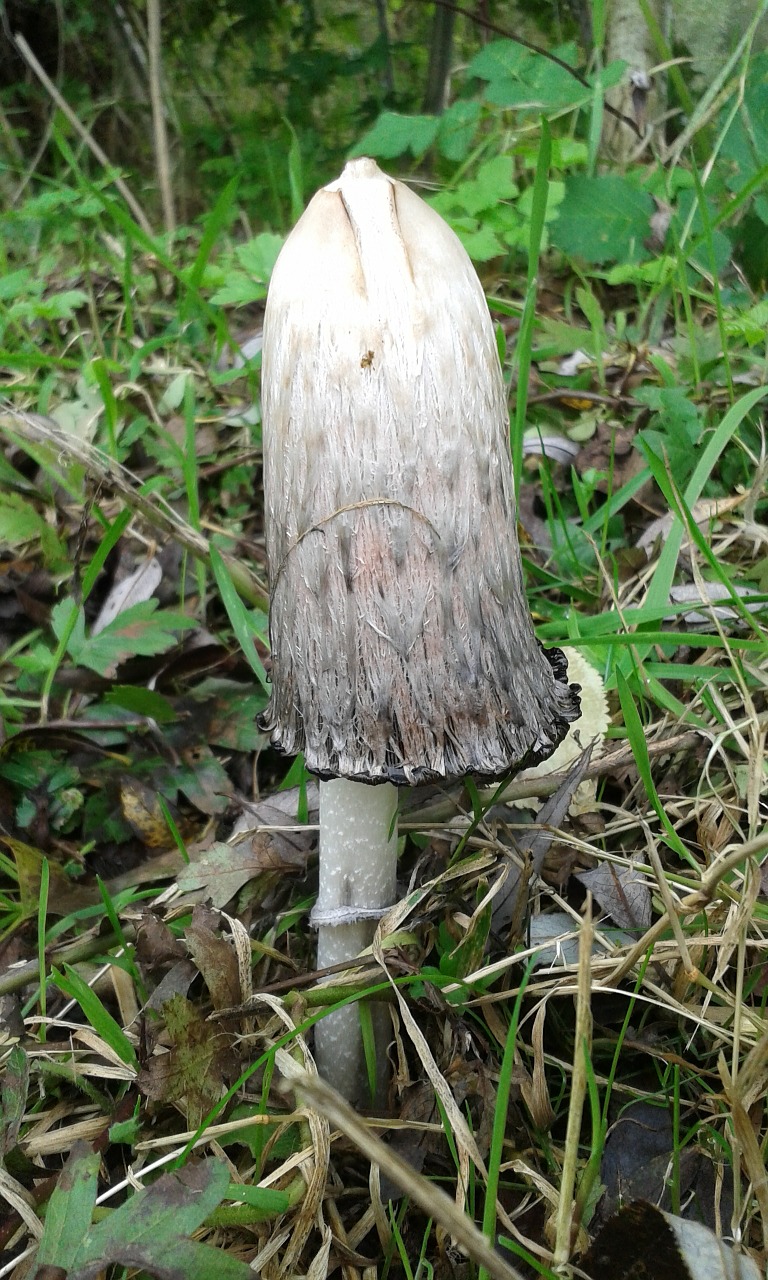 mushroom autumn nature free photo