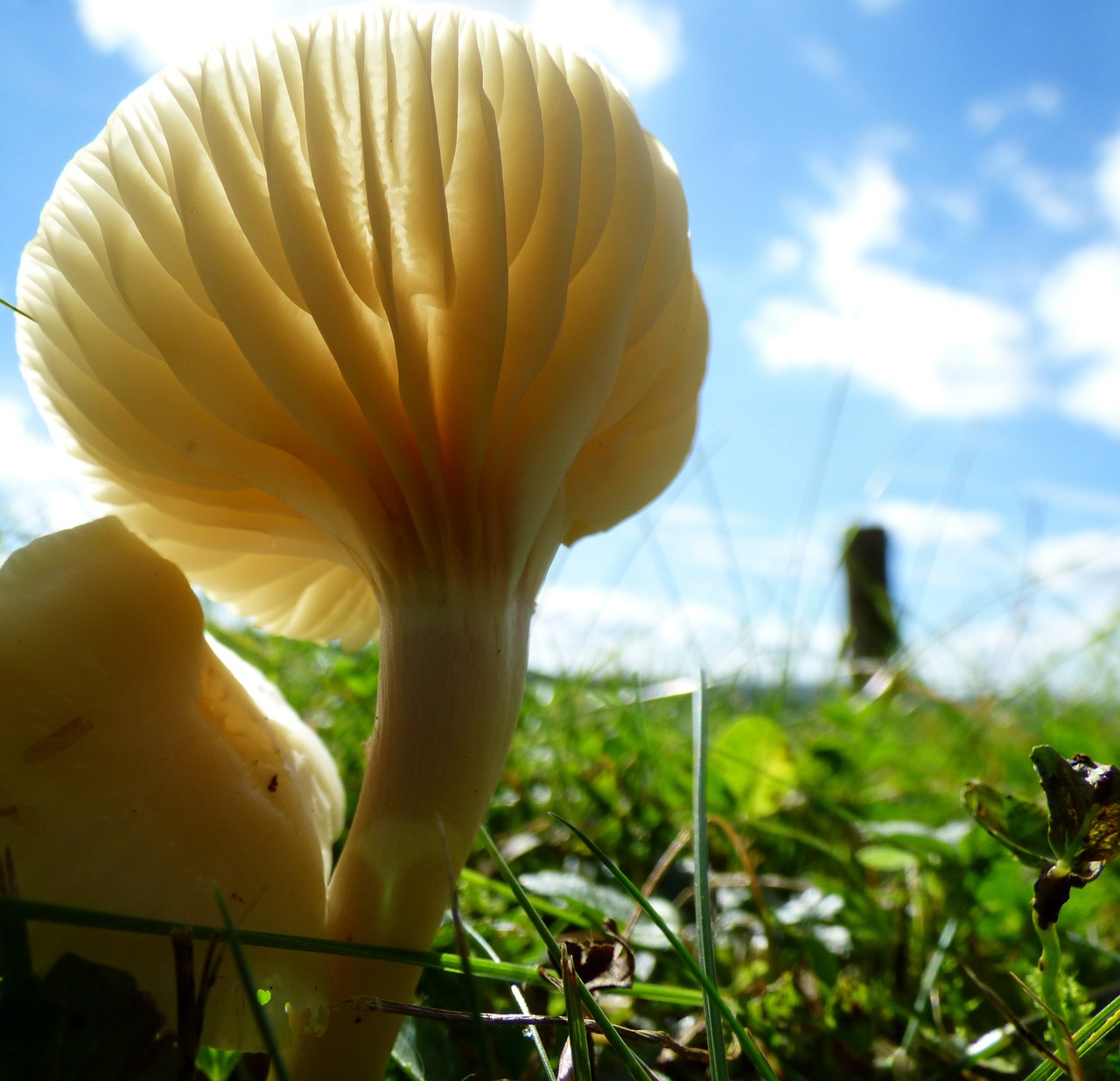 mushroom against light nature free photo