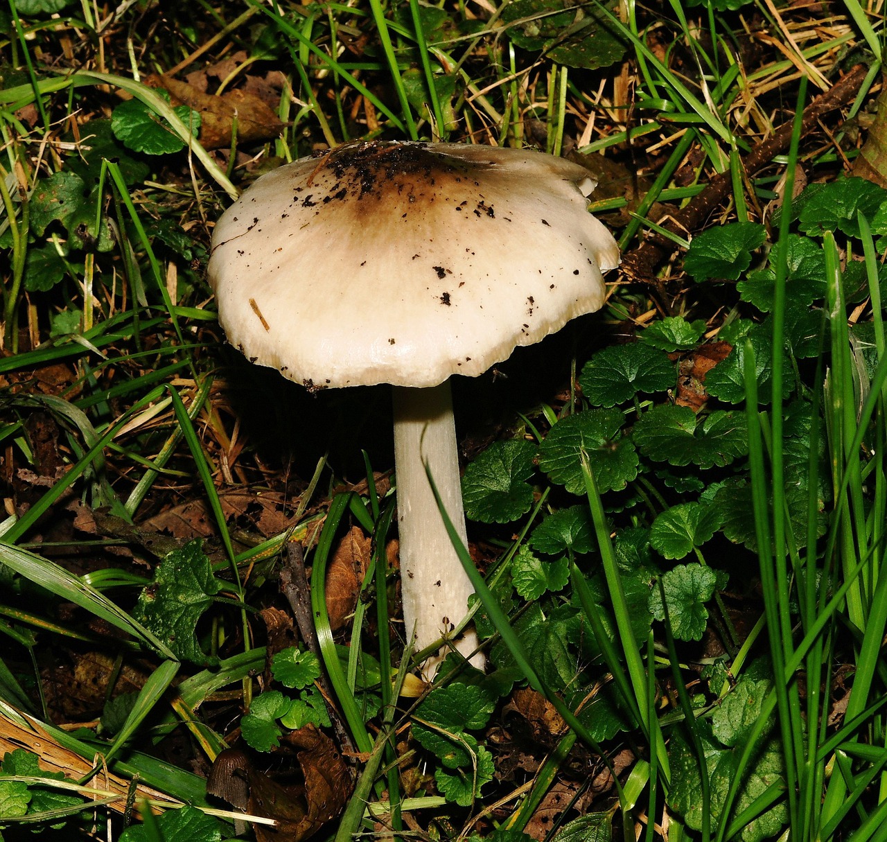 mushroom ground meadow free photo