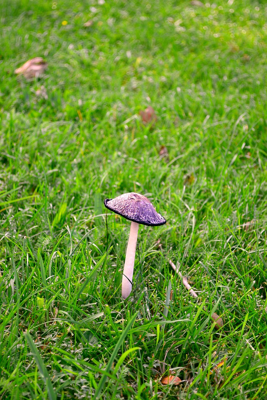 mushroom grass green free photo