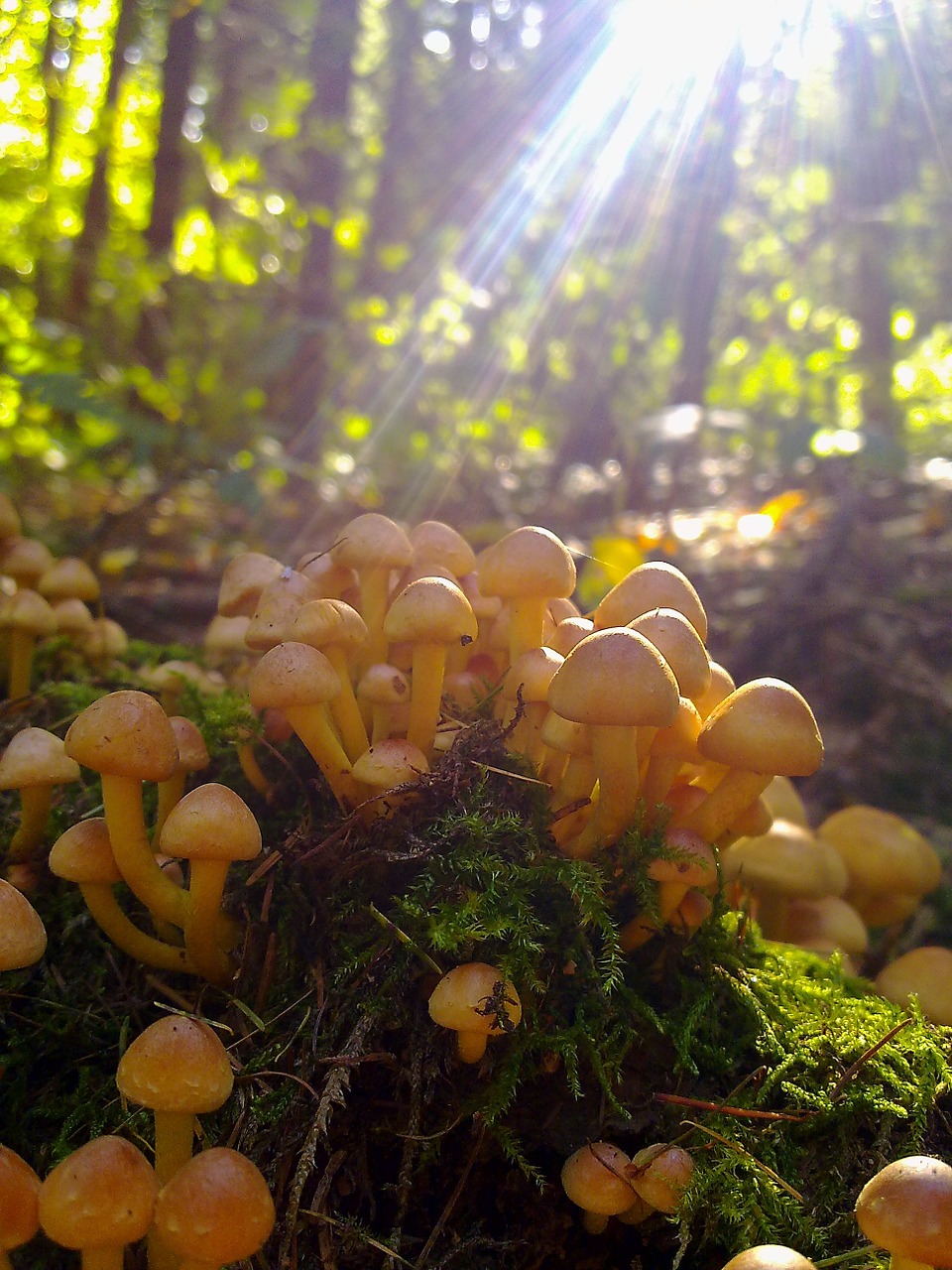 mushroom nature forest free photo