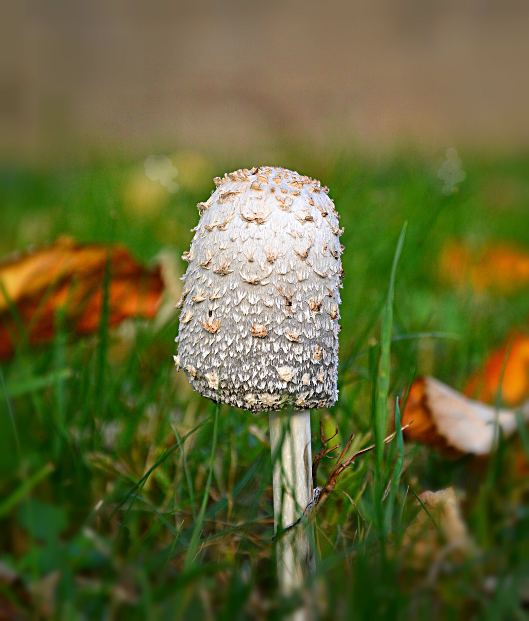 mushroom autumn leaves free photo