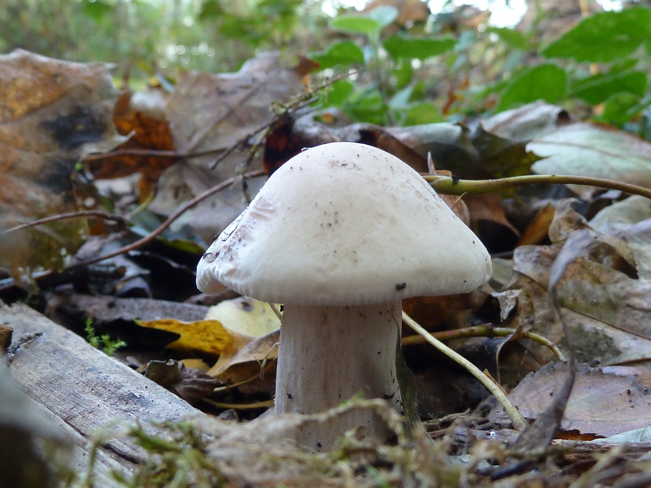 mushroom white nature free photo