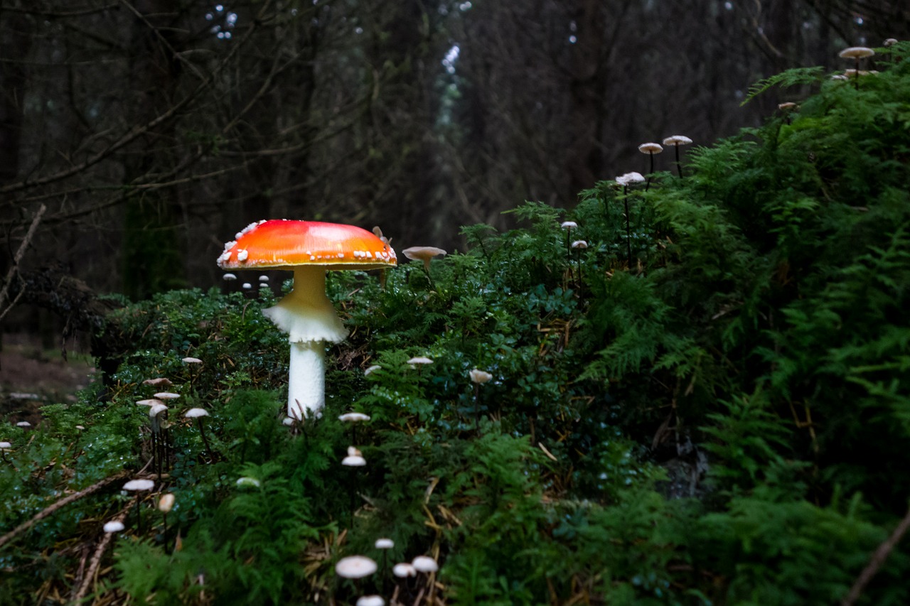 mushroom fly agaric forest free photo