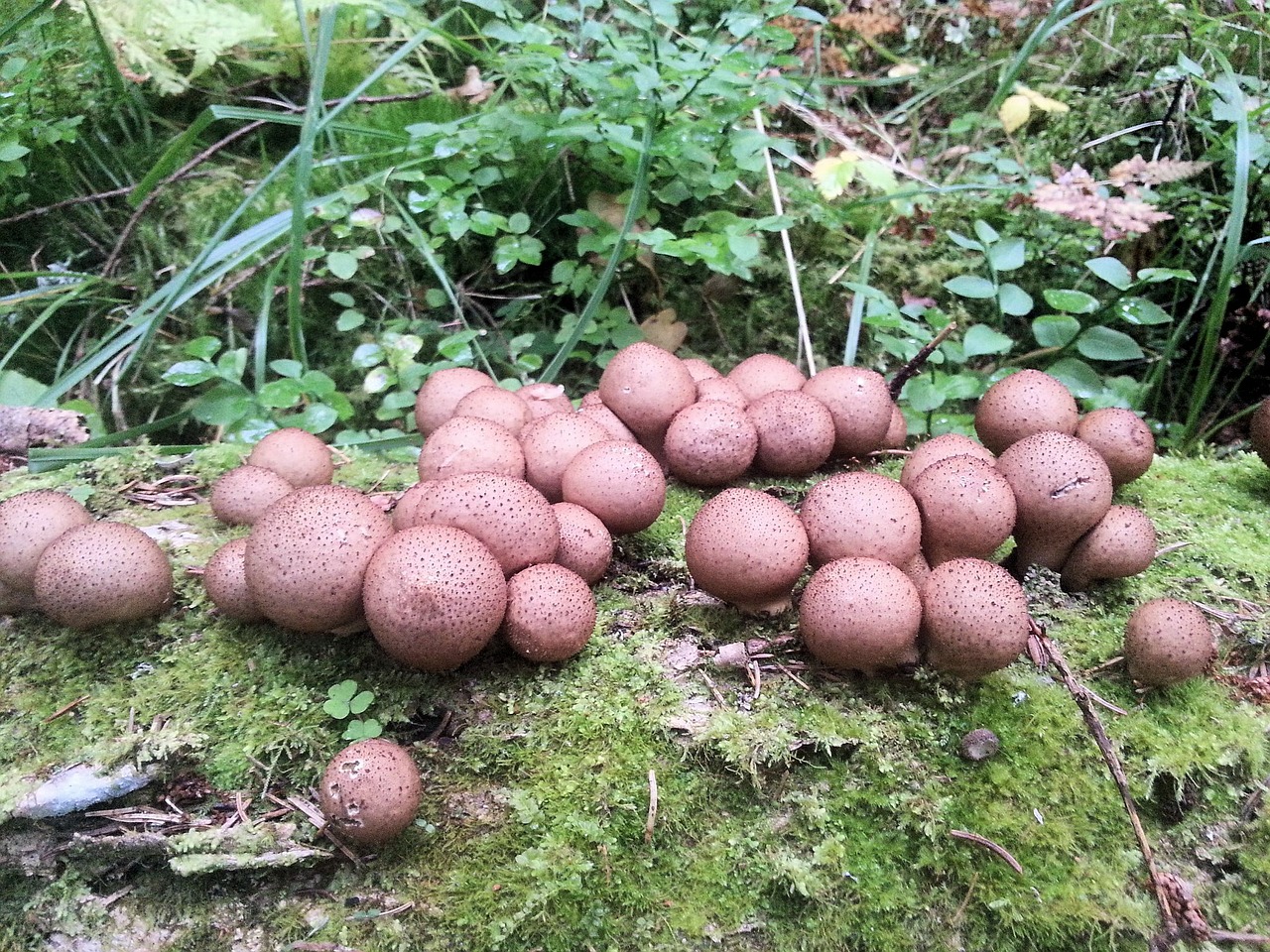 mushroom food forest free photo