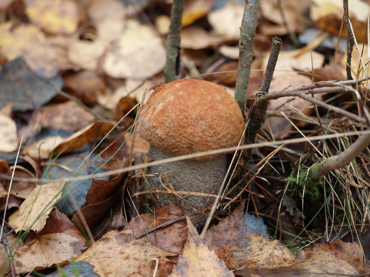 mushroom autumn forest free photo