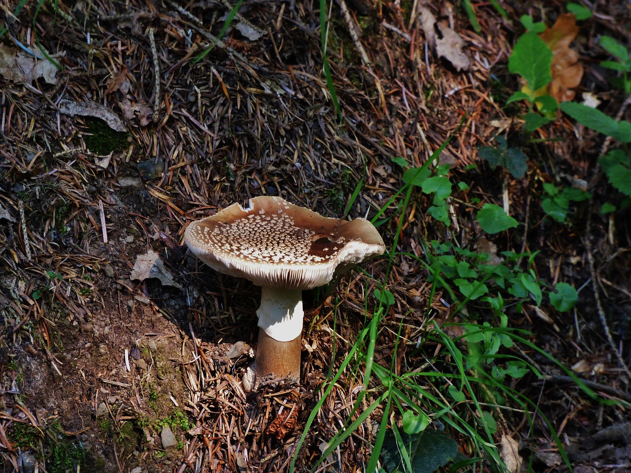 mushroom brown mushroom autumn free photo