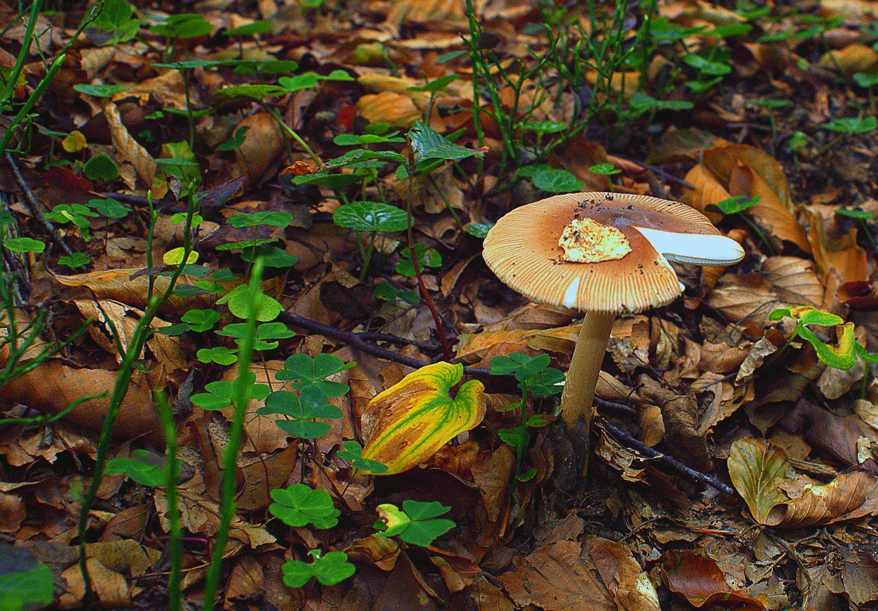 mushroom forest dry leaves free photo