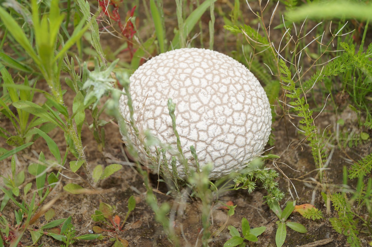 mushroom nature food free photo