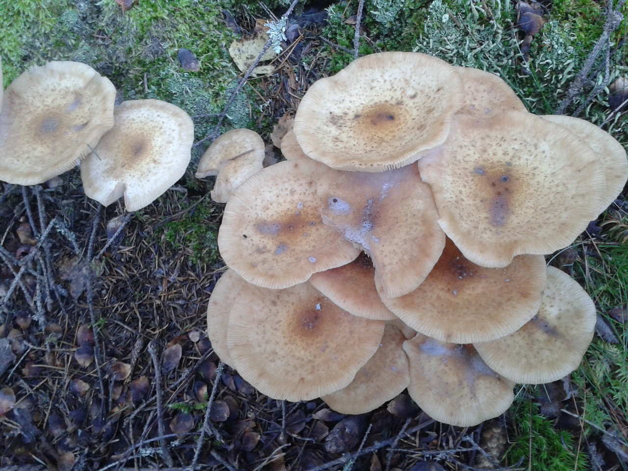 mushroom forest autumn free photo