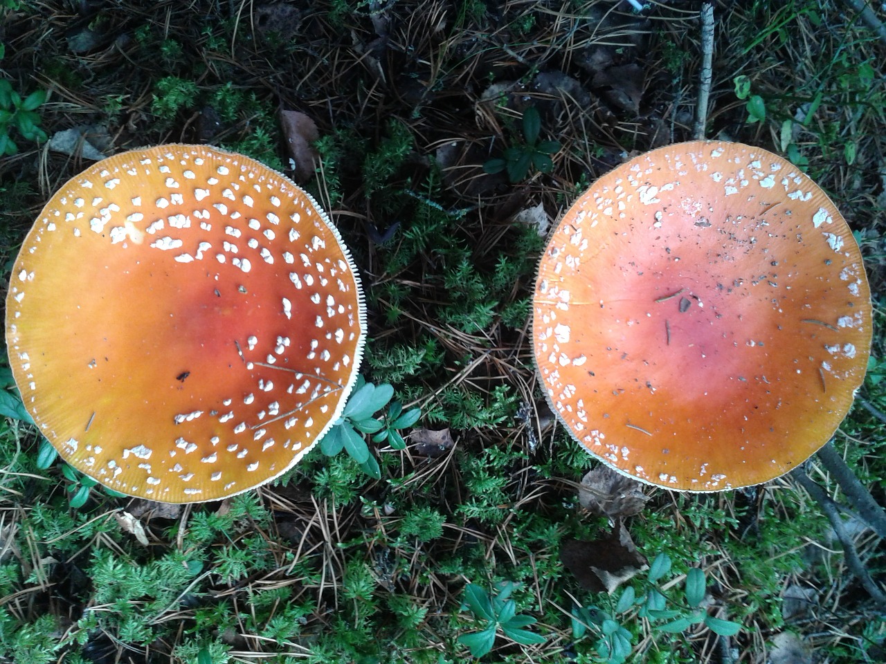 mushroom fungi nature free photo