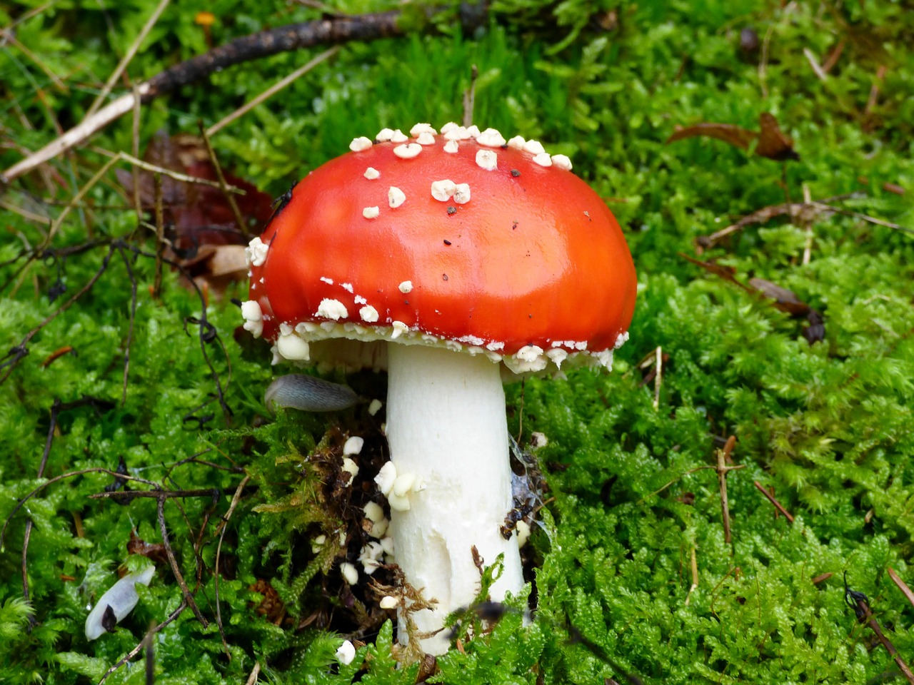 mushroom red autumn free photo