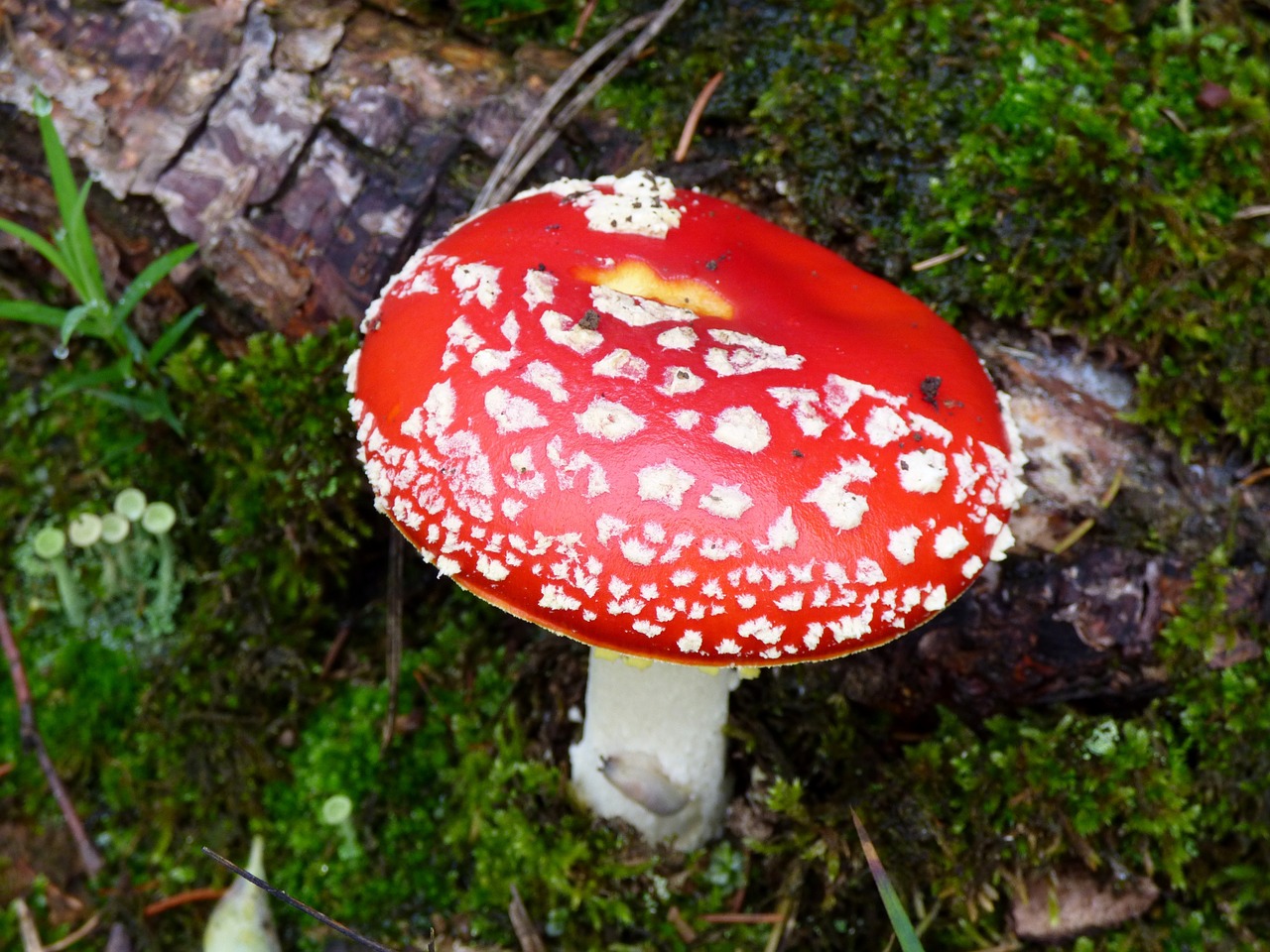 mushroom red white dots free photo