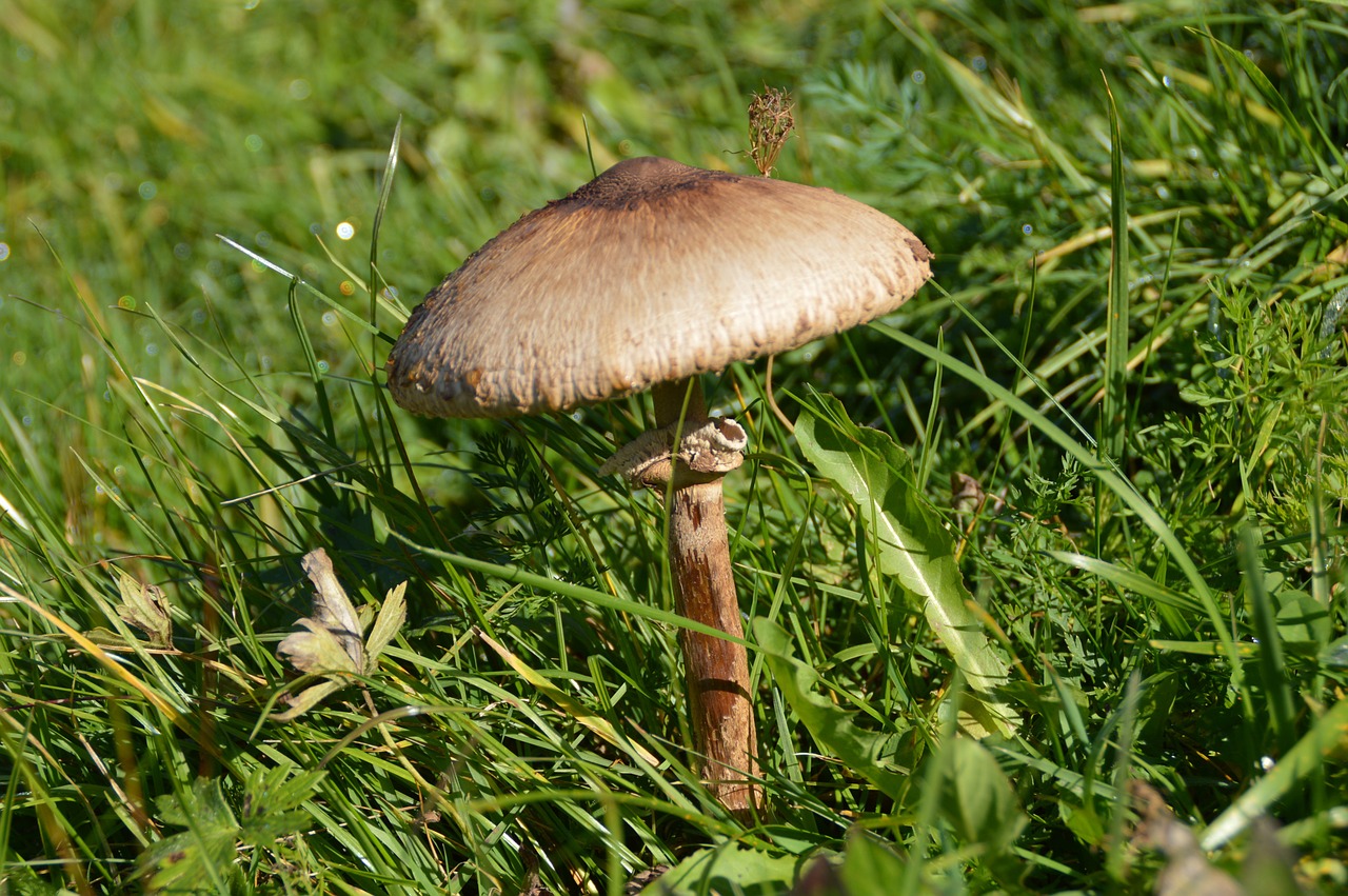 mushroom schirmling meadow free photo