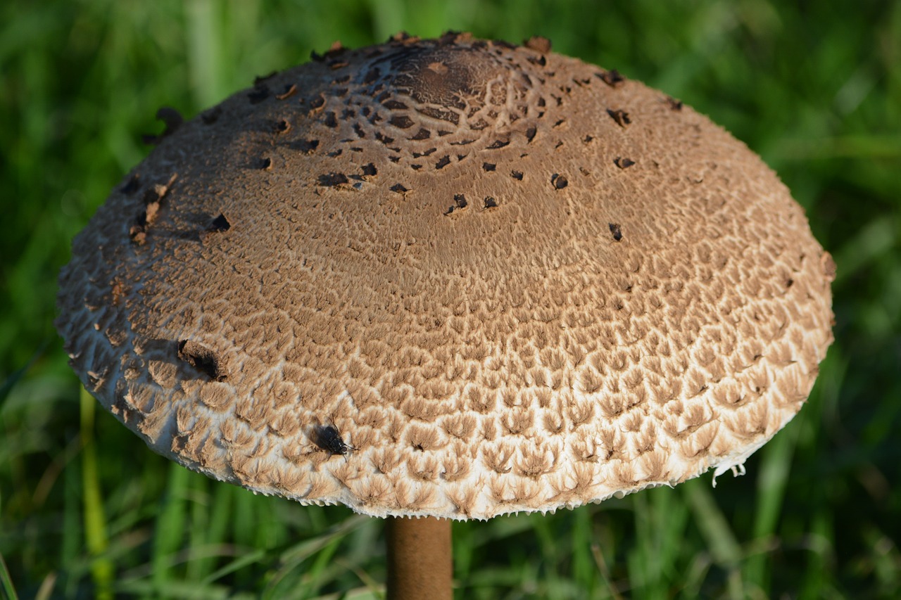 mushroom nature autumn free photo