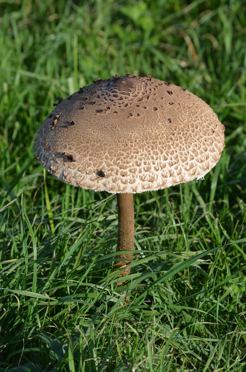 mushroom nature autumn free photo