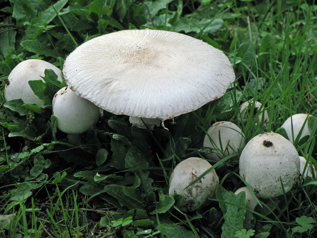 mushroom fungi fungus free photo
