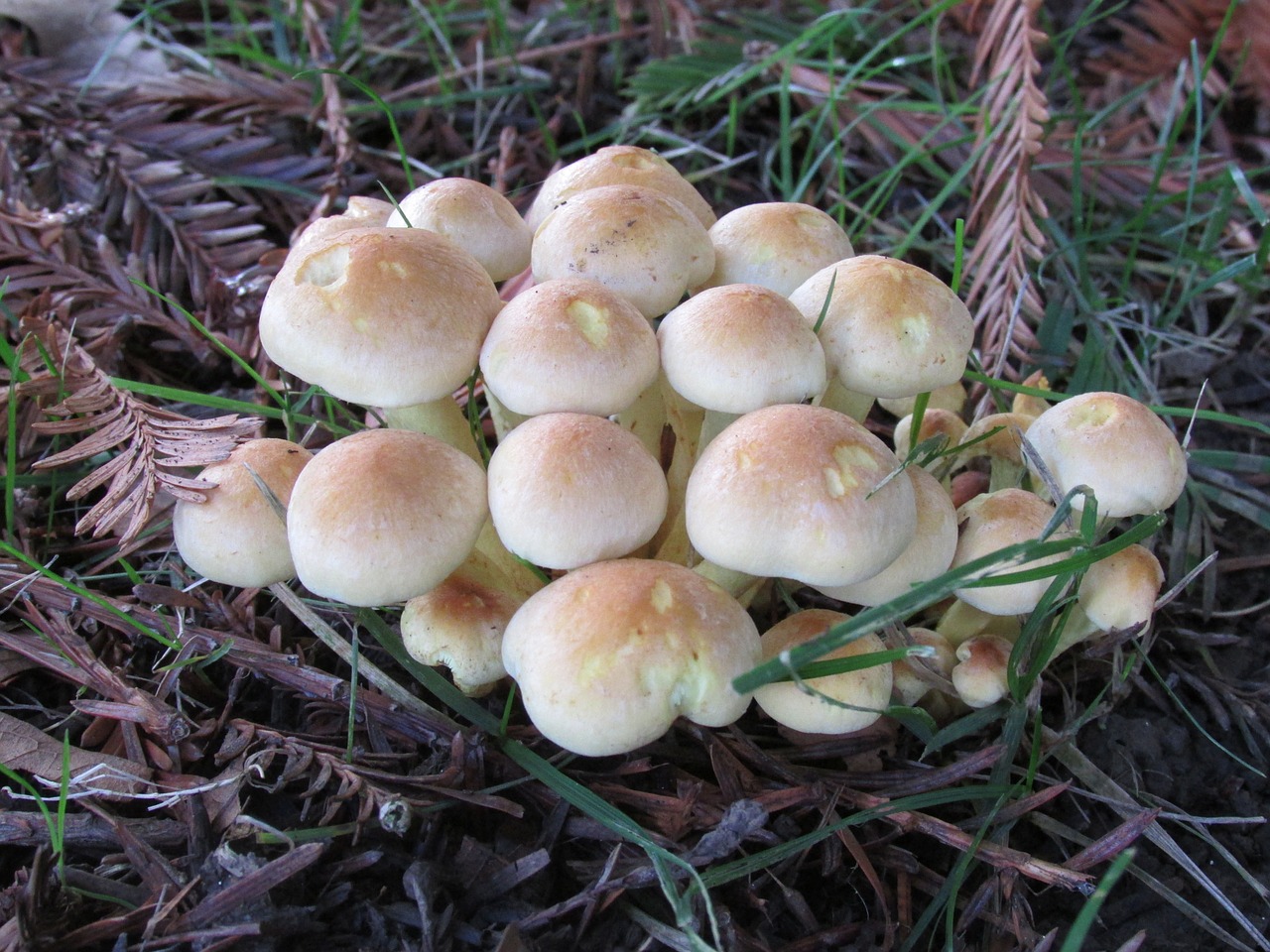 mushroom collybia fungi free photo