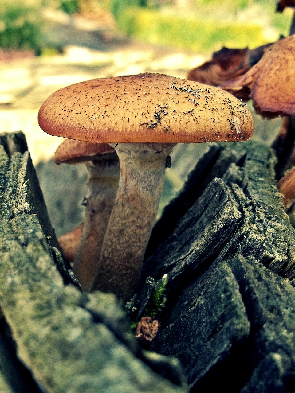 mushroom log wood free photo