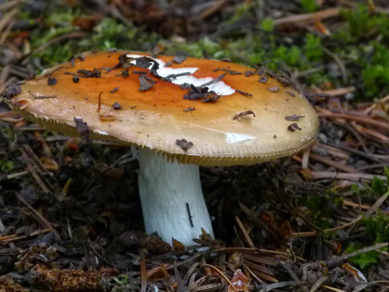 mushroom fungus fungii free photo